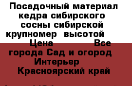 Посадочный материал кедра сибирского (сосны сибирской) крупномер, высотой 3-3.5  › Цена ­ 19 800 - Все города Сад и огород » Интерьер   . Красноярский край